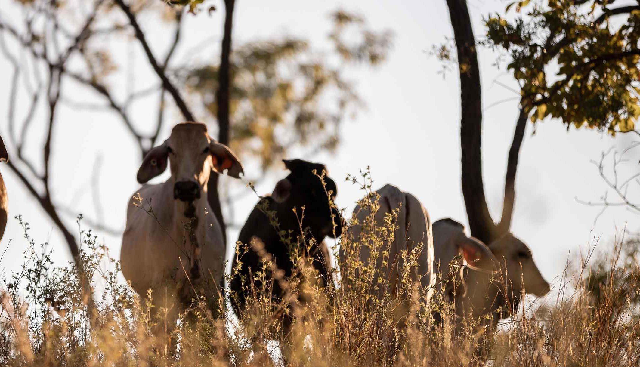 Cattle Industry Update