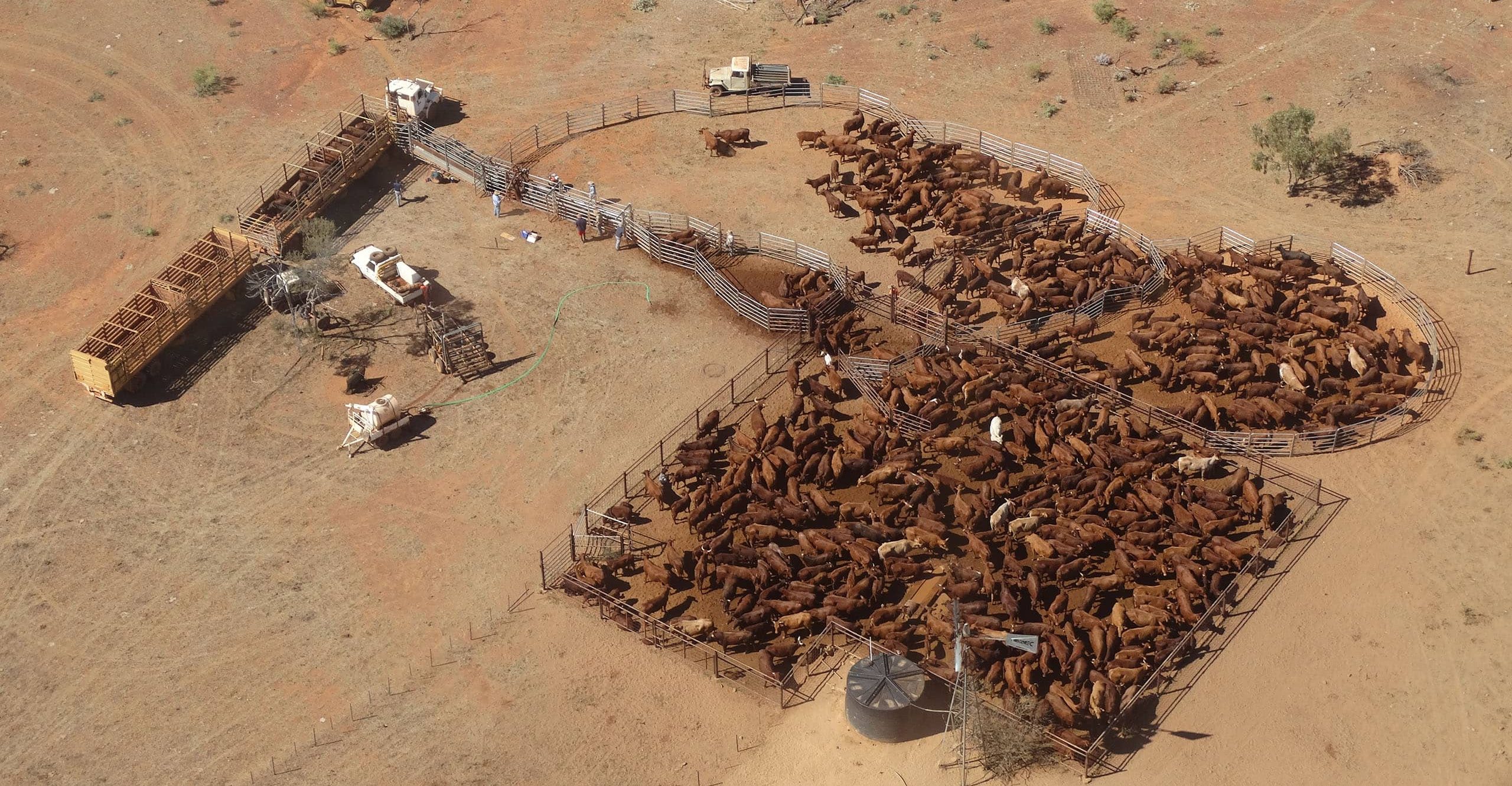 Cattle industry update: March Quarter 2026