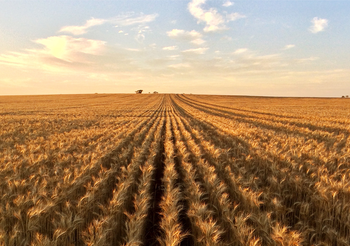 Grain Growers Warned: Kwinana Terminal Dispute Will Hit Farmers’ Bottom Line
