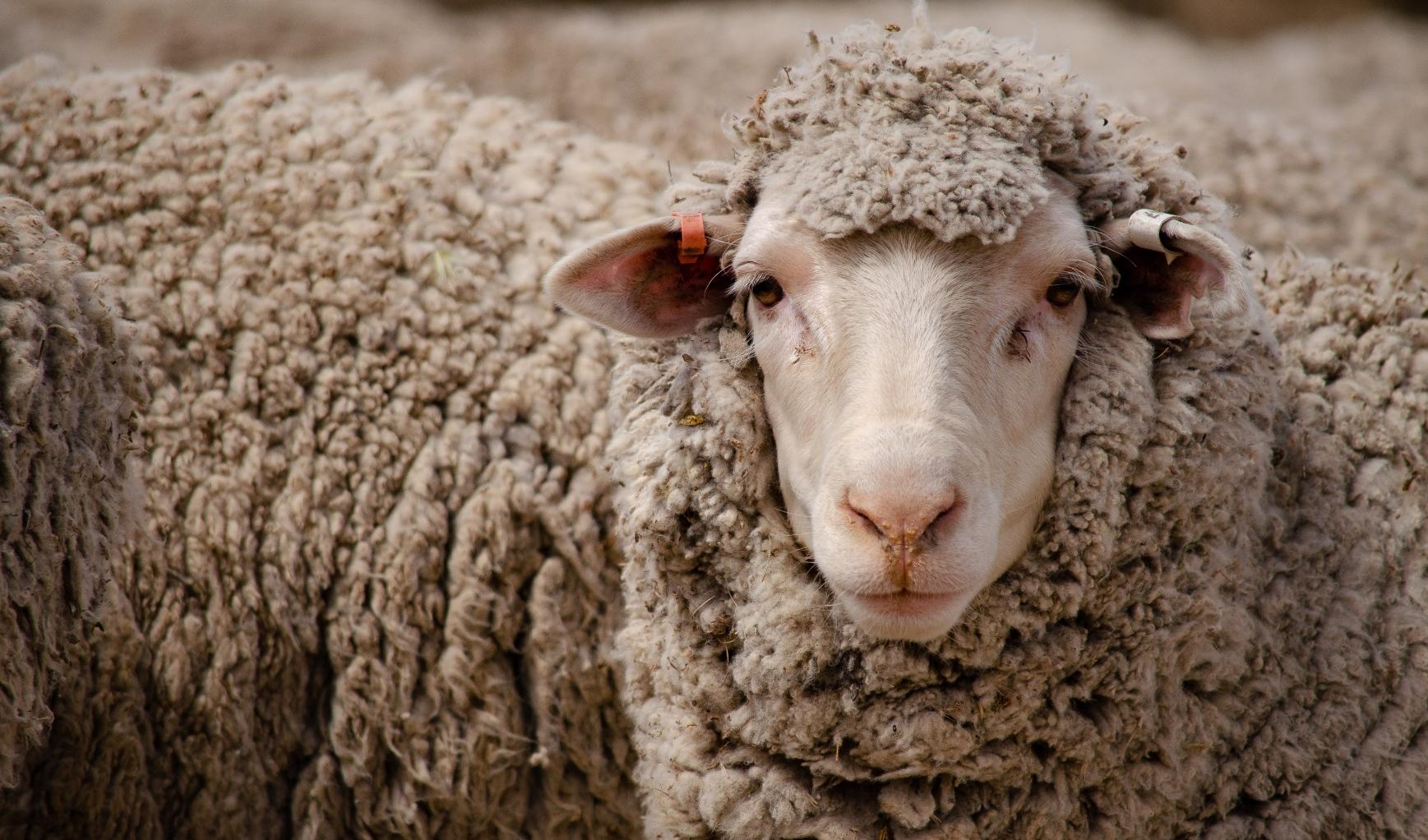 Sheep industry turn-off update