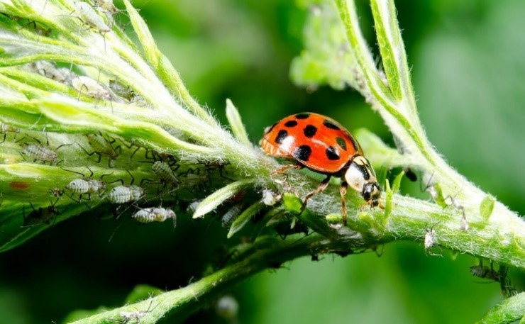 The Duty to Control – Declared Pests and the Obligations of Pastoralists
