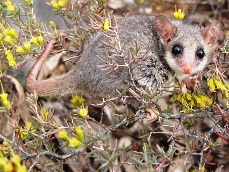 The Duty to Control – Declared Pests and the Obligations of Pastoralists (HHG Legal)
