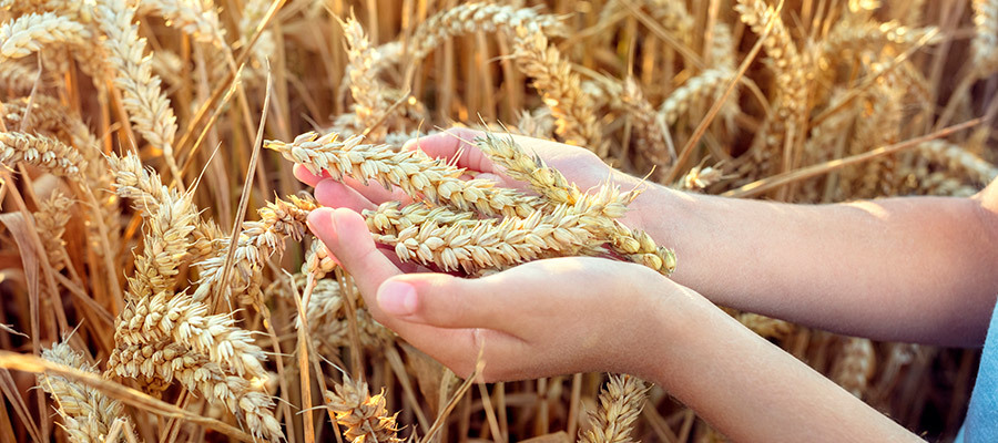 How can farming families plan fair succession when only one child works on the farm? (HHG Legal Group)